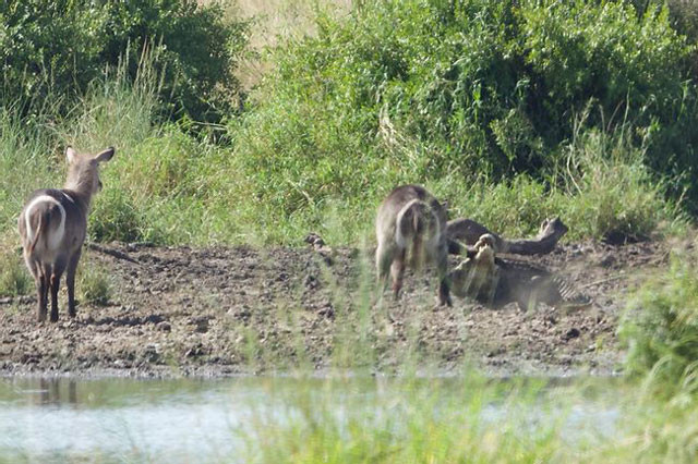 ù vậy, chú linh dương Waterbuck vẫn cố gắng hết sức để vùng vẫy nhằm trốn thoát khỏi hàm răng sắc nhọn của con cá sấu.