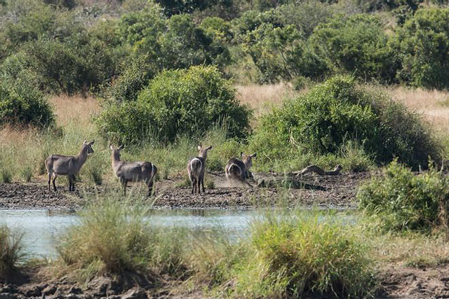 rong lúc đang cùng đồng loại uống nước, chú linh dương Waterbuck không may bị con cá sấu tấn công. Với lực cắn cực mạnh của mình, “chúa tể vùng đầm lầy” dễ dàng khiến con mồi bị gãy chân.