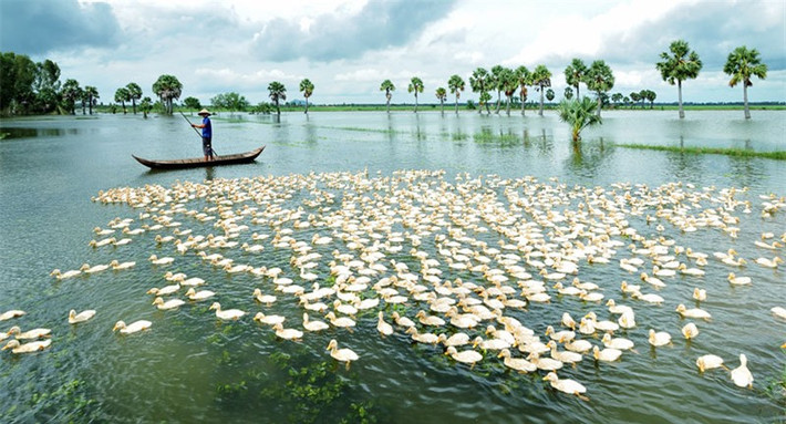 Ngoài ra, nghề nuôi vịt đàn cũng phát triển mạnh. Vịt được nuôi nhiều ở Đồng Tháp, Hậu Giang, Bạc Liêu, Cà Mau và Sóc Trăng. Ảnh: Huỳnh Phúc Hậu.