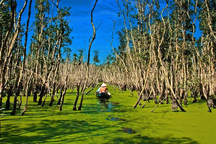 Những hoạt động hỗn hợp của sông và biển đã hình thành những vạt đất phù sa phì nhiêu, màu mỡ. Dọc theo đê ven sông lẫn dọc theo một số giồng cát ven biển và đất phèn trên trầm tích đầm mặn trũng thấp như vùng Đồng Tháp Mười, tứ giác Long Xuyên - Hà Tiên, Tây Nam sông Hậu và bán đảo Cà Mau. Ảnh: Nguyễn Hữu Thành.