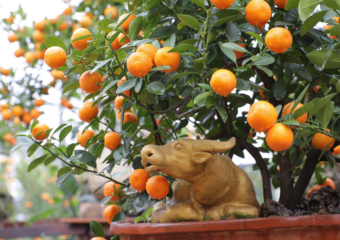 Những năm gần đây, người tiêu dùng có nhu cầu chơi quất bonsai nghệ thuật. Nắm bắt được xu hướng này, các nhà vườn tại phường Tứ Liên đã đa dạng hoá trong việc trồng quất.
