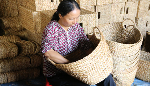 Bèo tây là cây mọc tự nhiên phù hợp với vùng đất ven biển Kim Sơn nên phát triển nhanh và rất tốt nên thân cây rất dài. Không giống cây cói, loại cây này người dân không phải trồng hay chăm sóc, chủ yếu là khai thác ở các sông, kênh, mương nước trong vùng về bán cho người có nhu cầu mua làm hàng mỹ nghệ hoặc làm nguyên liệu cho gia đình mình. Ảnh: VnExpress