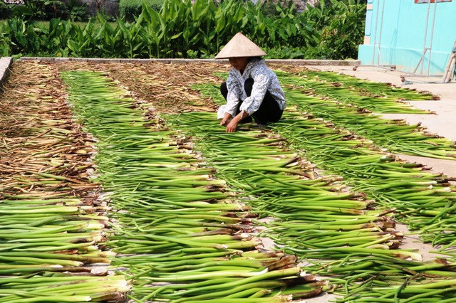 Thông thường, thân bèo tây trưởng thành dài từ 50 - 70 cm, khi được vớt về, cắt bỏ rễ, lá phơi khô thành nguyên liệu đan hàng xuất khẩu. Ảnh: Dân Trí
