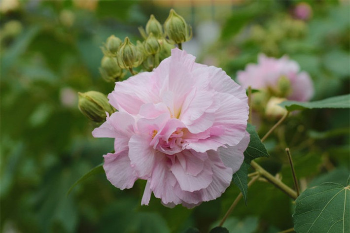 br/> Hoa phù dung có tên khoa học là Hibiscus mutabilis.