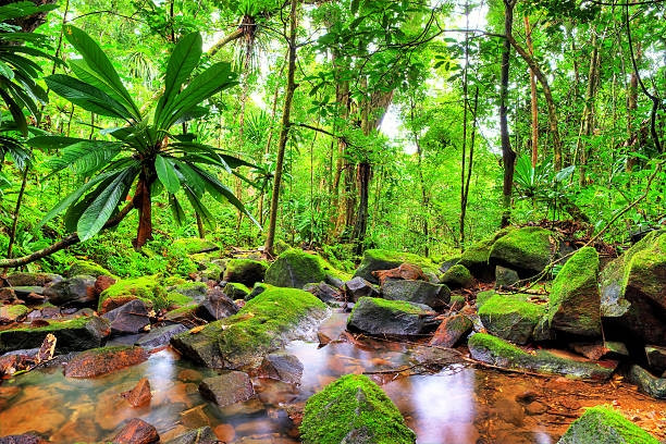 Rừng nhiệt đới Madagascar, Madagascar: Madagascar nổi tiếng thế giới vì là nơi trú ẩn của loài vượn cáo. Có hơn 20 loài vượn cáo sinh sống ở đây và 80% động, thực vật ở Madagascar không có ở các nơi khác trên thế giới. Nếu không được bảo vệ, đảo quốc này sẽ biến mất trong vòng 35 năm nữa vì hệ sinh thái đang bị hủy hoại nghiêm trọng bởi nạn săn bắt trộm, đốn cây, đốt rừng lập nông trại.