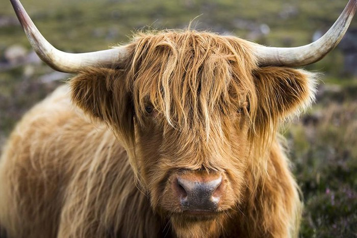 Bò tóc rậm hay còn gọi là bò cao nguyên Scotland, một giống bò nhà bản địa