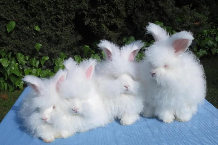 ##sc### Angora có thân hình tròn trịa như quả bóng, nặng từ 2-3,4kg. Loài ra, loài thỏ này có đặc điểm vô cùng nổi bật, đó là bộ lông dài và mềm, che phủ cả mặt mũi, chân và đỉnh và tai. Với vẻ ngoài đáng yêu như vậy, thỏ Angora còn được ví von như những "cục bông biết nhảy"