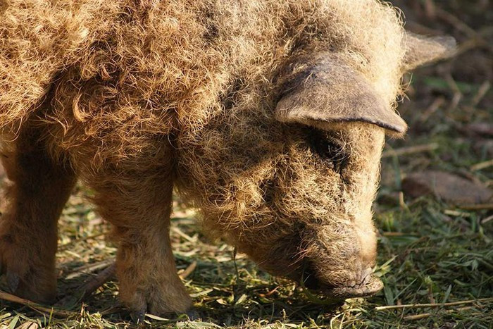 ##sc### So với các loài lợn khác, lợn Mangalitsa sở hữu trí thông minh vượt trội. Do đó, chúng nổi tiếng là loài lợn có vẻ ngoài đáng yêu như cừu và thông minh như chó