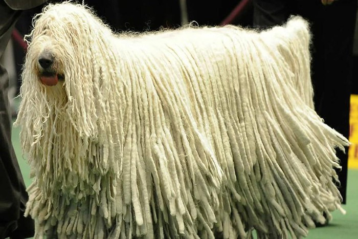 ##sc### Komondor, hay còn gọi chó giẻ lau, là một giống chó truyền thống lâu đời, báu vật quốc gia của Hungary. Giống chó này có bộ lông màu trắng xoắn bện vào với nhau. Lông của Komondor có thể dài từ 20 - 27cm với tổng trọng lượng trên dưới 30 kg