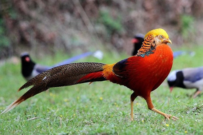 ##sc### Chim trĩ vàng có tên khoa học là Chrysolophus pictus. Chúng có nguồn gốc từ Trung Quốc nhưng cũng được tìm thấy trong những khu rừng rậm rạp tại Anh, Scotland, Tây Ban Nha và Pháp