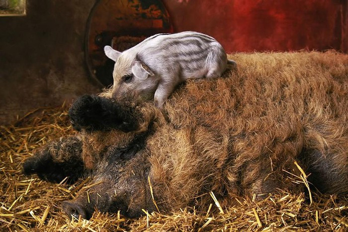 ##sc### Lợn Mangalitsa không yêu cầu chế độ chăm sóc đặc biệt, thức ăn chủ yếu của chúng là lúa mì, ngô, lúa mạch, cỏ... Thịt lợn Mangalitsa được coi là một trong những loại thịt ngon nhất thế giới