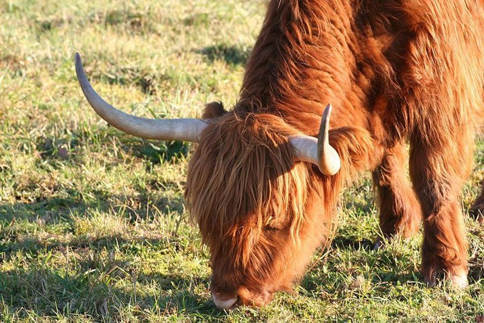 ##sc### Bò cao nguyên Scotland được nuôi chủ yếu để lấy thịt, rất chất lượng vì chứa ít cholesterol. Trong khi đó, sữa của bò cao nguyên Scotland thường có hàm lượng bơ rất cao