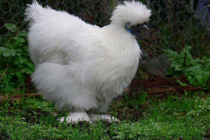 ##sc### Gà Silkie có tuổi thọ khoảng chín năm. Đây cũng là loài vật dễ nuôi. Thức ăn chủ yếu của chúng là rau xanh, thóc, gạo