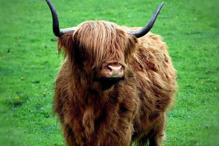 ##sc### Bò cao nguyên Scotland gây ấn tượng bởi cặp sừng dài cùng bộ lông rậm rạp, đặc biệt là ở trên trán. "Tóc" của loài bò này được xem là dài nhất trong bất kỳ giống gia súc và giúp bảo vệ chúng trong mùa đông lạnh