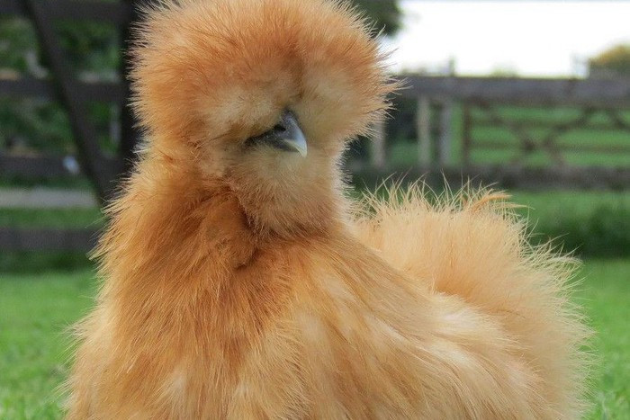 ##sc### Gà Silkie có vẻ ngoài vô cùng đáng yêu với bộ lông xù như chó Nhật. Bộ lông này phủ kín thân những con gà Silkie và người ta chỉ có thể nhìn thấy mặt của chúng. Với bộ lông xù đặc trưng này, gà Silkie có thể sống được ở những nơi có khí hậu khắc nghiệt