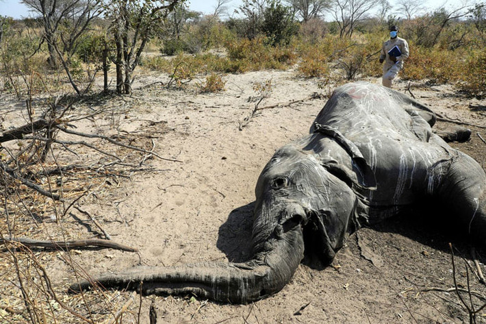 Tiến sĩ Wave Kashweeka bên cạnh xác một con voi ở Seronga thuộc khu Đồng bằng sông Okavango, Botswana. Đây là một trong những chú voi bị xác định là chết do bị ngộ độc. Ảnh: Thalefang Charles.