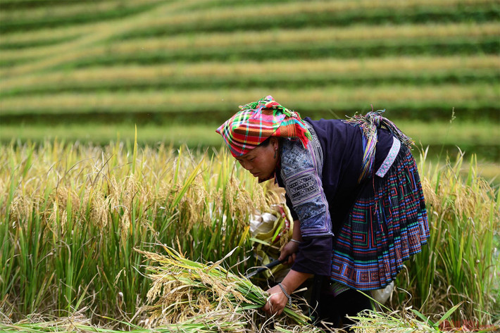 br/> Thời điểm lúa vàng nhất cũng là lúc người dân bắt đầu bắt tay vào gặt. Theo kinh nghiệm của nhiều du khách, mọi người nên đến Mù Cang Chải trong khoảng thời gian từ 15 đến 22/9 bởi sớm quá thì lúa chưa vàng hẳn, còn muộn hơn lúa đã được gặt, để lại nhiều vết nham nhở trên từng thửa ruộng, cảnh sẽ không còn đẹp.