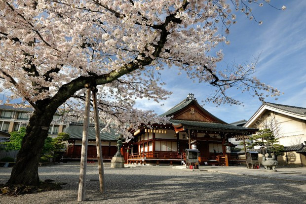 8. Đền Toji, Nhật Bản. Là một di sản thế giới của UNESCO, đền Toji ở Kyoto giống như bước ra từ một cuốn truyện nhờ màu sắc sống động và những ngôi vườn tuyệt đẹp bao quanh nó. Đây cũng là một trong những điểm ngắm hoa anh đào nổi tiếng của Nhật Bản. Ảnh: Du lịch Nhật Bản