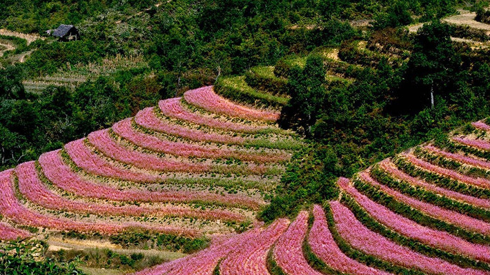 Theo Cổng thông tin Du lịch Hà Giang, thung lũng Sủng Là, thuộc xã Sủng Là, huyện Đồng Văn nằm giữa những dãy núi đá tai mèo nhấp nhô, thâm sẫm một màu, những ngôi nhà vững chãi với mái đã phai màu thời gian. Người Hà Giang gọi Sủng Là là “ốc đảo”, bởi nơi đây nằm gọn trong cao nguyên đá Đồng Văn. Còn du khách thập phương gọi Sủng Là là “đóa hoa hồng” của cao nguyên đá. Ảnh: Dulichhagiang.vn.