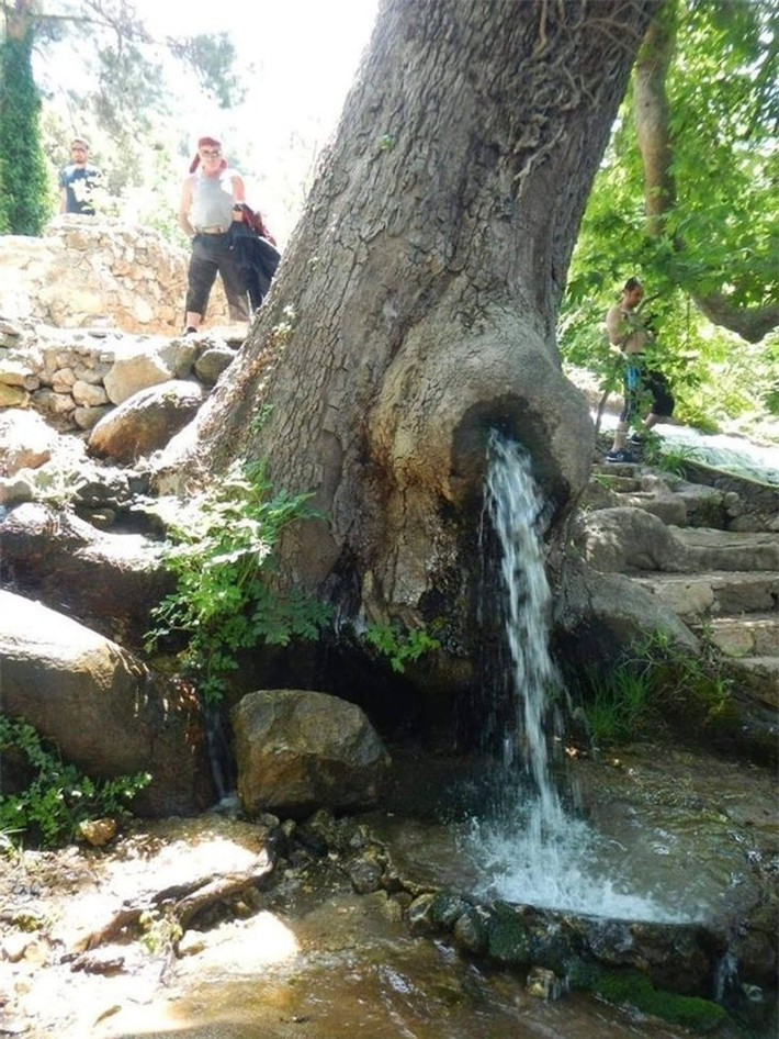 Dòng suối chảy qua một cái cây.