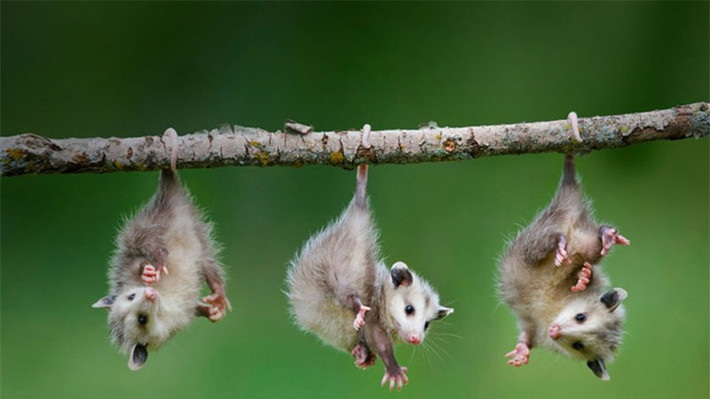 Chồn Opossum nhỏ.