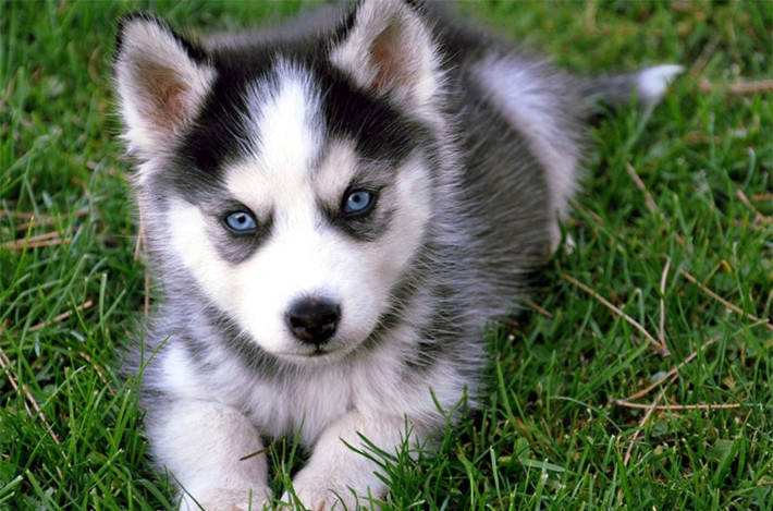 hó Husky nhỏ.