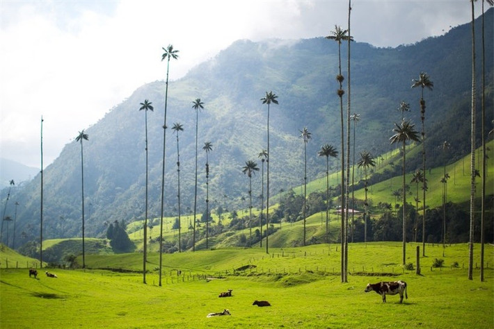 Thung lũng Valle de Cocora ở Quindío, Colombia, nơi có những cây cọ cao nhất thế giới xuất hiện trên phông là đồi núi xanh rì./.