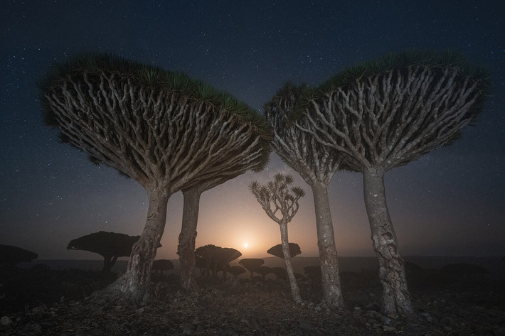 br/> Socotra được mệnh danh là hòn đảo "ngoài hành tinh" bởi nơi đây là nhà của nhiều loài động thực vật kỳ lạ. Các nhà khoa học còn gọi Socotra là Galapagos của Ấn Độ Dương. Năm 2008, quần đảo Socotra được đưa vào danh sách di sản thiên nhiên thế giới.