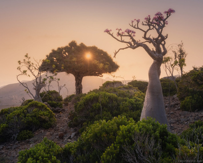 br/> Cây máu rồng được coi là biểu tượng của đảo Socotra. Tuổi thọ của cây có thể lên tới hàng trăm năm nhưng loài này đang đứng trước nguy cơ biến mất vĩnh viễn. Bởi, Socotra ngày càng khô hạn, mưa mùa thất thường và ít đi do biến đổi khí hậu. Các nhà khoa học dự báo đến năm 2080, 45% môi trường sống lý tưởng của cây máu rồng có thể mất đi.