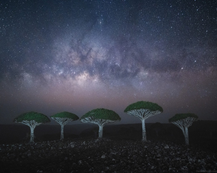 br/> Theo Global Trees Campaign, người dân đảo Socotra sử dụng quả của cây máu rồng làm thức ăn cho bò và dê. Tuy nhiên, họ chỉ sử dụng một lượng ít. Nhựa cây này còn có công dụng chữa bệnh theo dân gian như làm lành vết thương, bồi bổ sức khỏe, hay tạo nên lớp sơn của những cây đàn violin Stradivarius nổi tiếng.