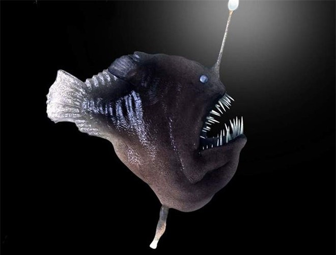##sc### Được biết, cá Anglerfish được xem là "con quỷ" của đáy đại dương vì chúng có hàm răng vô cùng xấu xí nhưng lại vô cùng sắc nhọn, loài cá này thường sinh sống ở vùng biển sâu, không có ánh sáng