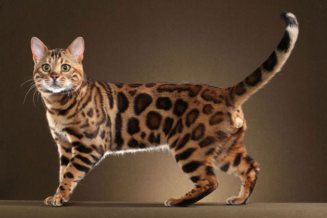 4. Mèo Bengal. Trung bình có giá khoảng 4.000 USD, cá thể đẹp có giá 10.000 USD (khoảng 230 triệu VNĐ).