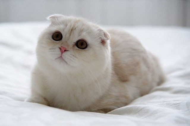 0. Mèo Scottish Fold (mèo tai cụp). 800-1.500 USD (tương đương 18,4-34,5 triệu VNĐ).