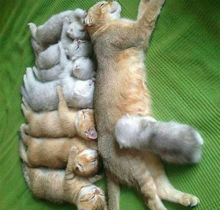 Được cái "mắn" đẻ.