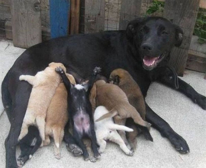 Biết "bố" chúng nó có màu lông nào rồi nhé.