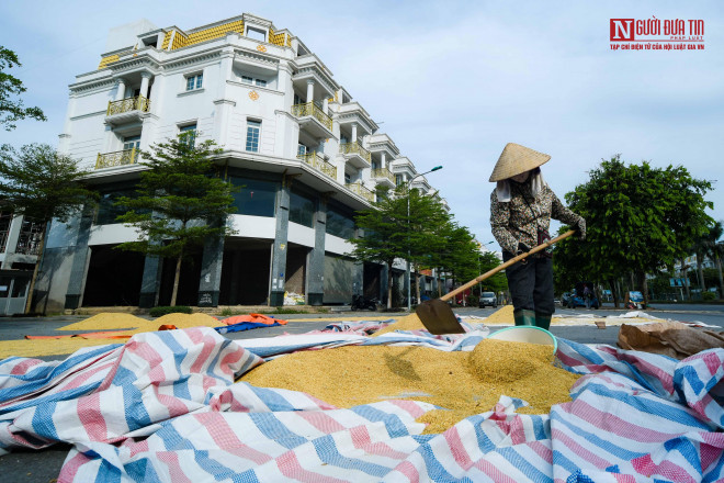 br/> 17h30 hàng ngày, người dân bắt đầu thu hoạch thóc, trả lại hiện trạng lòng đường.