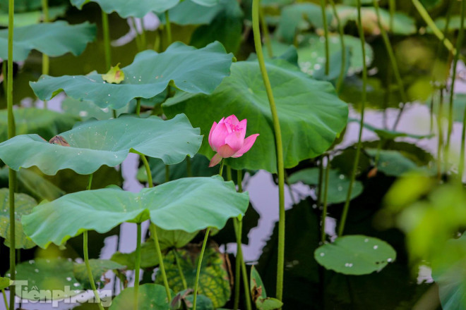 Anh Phong, một thợ chụp ảnh dịch vụ tự do chia sẻ: "Từ đầu mùa sen đến giờ tôi chưa nhận được khách nào do đầm sen ở Hà Nội không mở, nếu muốn chụp chắc phải ra ngoại thành. Có nhiều khách hỏi, đặt hàng tôi chụp nhưng vì dịch bệnh tôi đành hẹn dịp khác. Năm ngoái, tôi kiếm hàng chục triệu trong mùa này. Giờ chỉ hy vọng cuối tháng khi Hà Nội hết giãn cách, hoa còn nở để vớt vát lại".