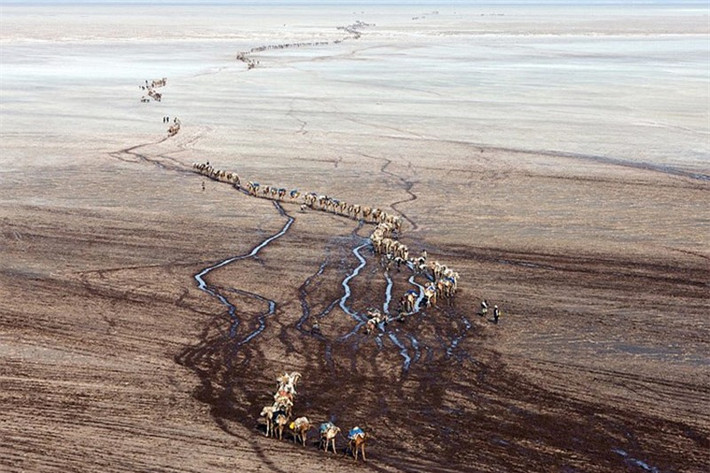 Đàn lạc đà nối thành hàng dài trong khi chở hàng vượt qua sa mạc Salt Pans ở vùng lòng chảo Danakil, Ethiopia.