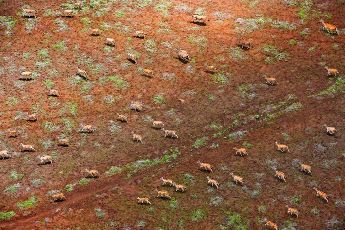 Đàn linh dương “hành quân” trên đồi Chyulu, Kenya.