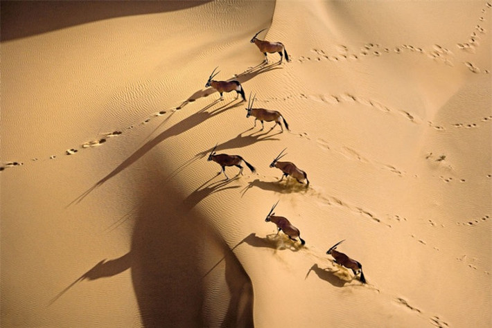 Đàn linh dương đứng giữa sa mạc ở Cộng hòa Namibia.