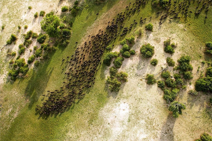 Đàn trâu rừng di chuyển ở đồng bằng Okavango, Cộng hòa Botswana.