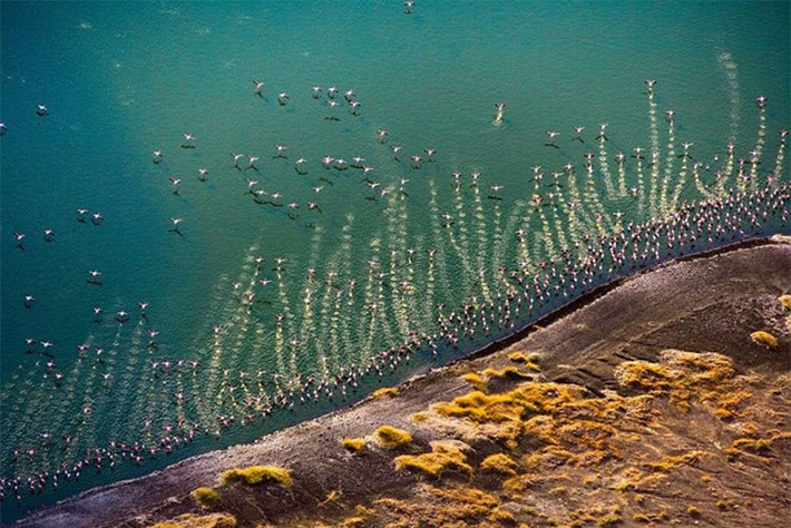 Những con chim hồng hạc sải cánh bay ở hồ Turkana, Kenya.