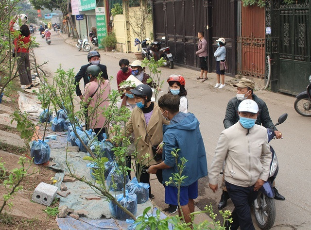 Anh Phục (Hưng Yên), chủ vườn cây cho biết, đây là năm đầu tiên, anh mang loại cây lạ ra Thủ đô bày bán. Hàng mang ra tới đâu, khách đến mua ngay đến đấy.