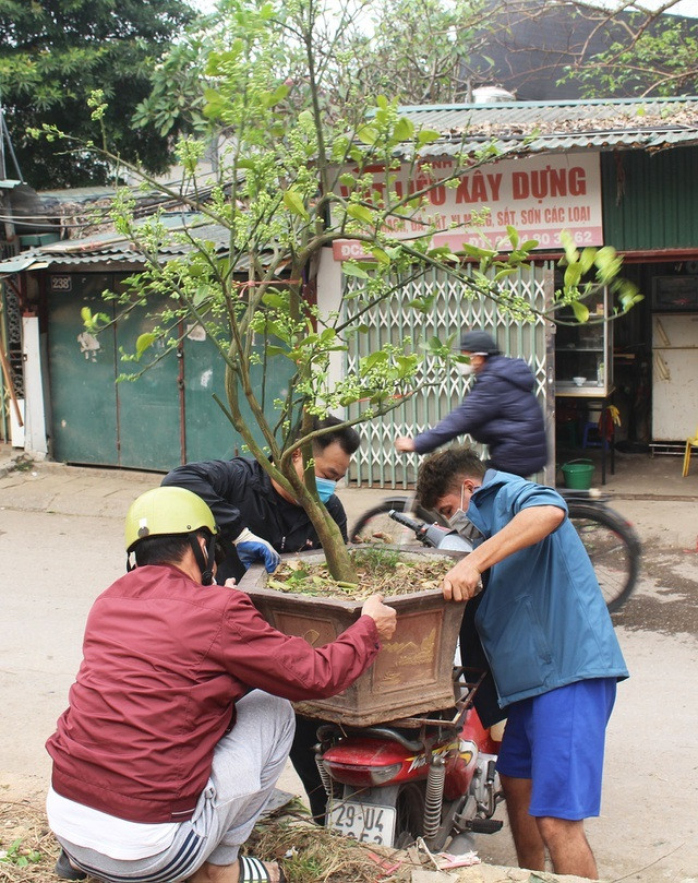 Để có giống bưởi tốt, đa dạng, anh Phục phải tìm đến các tỉnh như Hòa Bình, Tuyên Quang thu mua cây về chiết, ghép.