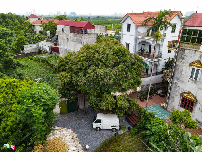 br/> Do rảnh rỗi trong dịp dịch Covid-19 bùng phát, từ tháng 12/2020, anh Lê Ngọc Tú (38 tuổi) nảy ra ý tưởng làm một căn nhà trên cây nhãn gần 50 tuổi có sẵn trong khu đất rộng 300 m2 ở xã Xuân Canh (huyện Đông Anh, Hà Nội). Ngôi nhà nhỏ là thành quả sau gần 1 tháng thi công.