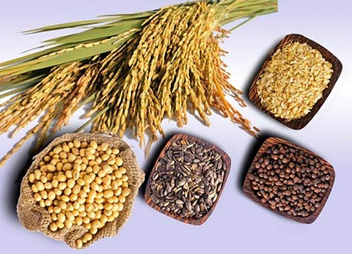 Đậu tương có chứa một số lượng lớn lecithin và một loại các vitamin có lợi cho cơ thể con người. Các chất dinh dưỡng có trong đậu nành có thể cải thiện bệnh tim mạch, các triệu chứng mãn kinh, tăng ham muốn tình dục của phụ nữ, ngăn ngừa bệnh Alzheimer... Hơn nữa, đậu nành giàu protein, được biết đến như là một loại thịt thực vật. Tuy nhiên, đậu nành khó tiêu hóa hơn gạo và bột. Do đó, bạn không nên ăn quá nhiều cùng một lúc, nếu không nó sẽ gây ra buồn nôn, nôn mửa và tiêu chảy.