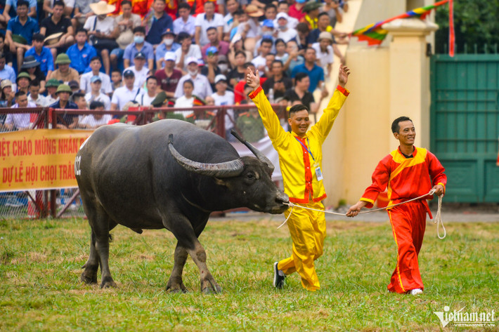 Sau hai năm lễ hội bị ảnh hưởng bởi Covid-19, lễ hội chọi trâu tại quận Đồ Sơn (Hải Phòng) được tổ chức trở lại với 16 ông trâu đến từ các phường, đơn vị trên địa bàn quận.