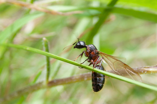 3. Kiến Drone (tuổi thọ trung bình: 3 tuần).