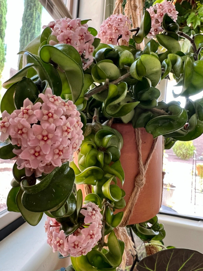 Cây cảnh phát triển nhanh vào mùa hè và nếu được cung cấp đủ nước và phân bón, cây có thể phát triển và nở hoa cùng một lúc. Nói chung, hãy tưới nước thật kỹ cho đất khi bạn thấy bề mặt đất chuyển sang màu trắng và khô.