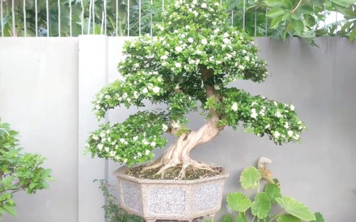 Cây cảnh này có khả năng chịu hạn tương đối tốt và không cần tưới nước thường xuyên. Chỉ cần tuân theo nguyên tắc "không tưới nước trừ khi đất khô, và tưới nước kỹ khi đất khô" và giữ cho đất ẩm.